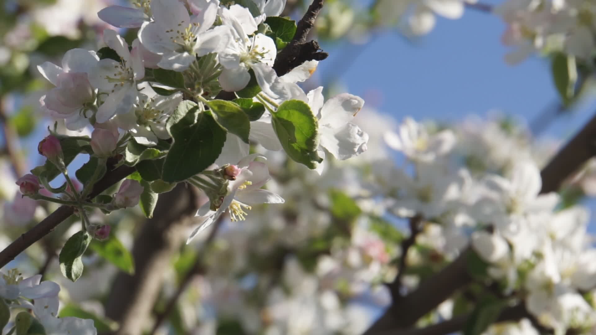 Apple blossom branches 10044841 Stock Video at Vecteezy