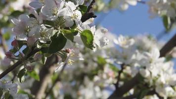 Apple blossom branches video