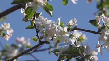 Apple blossom branches