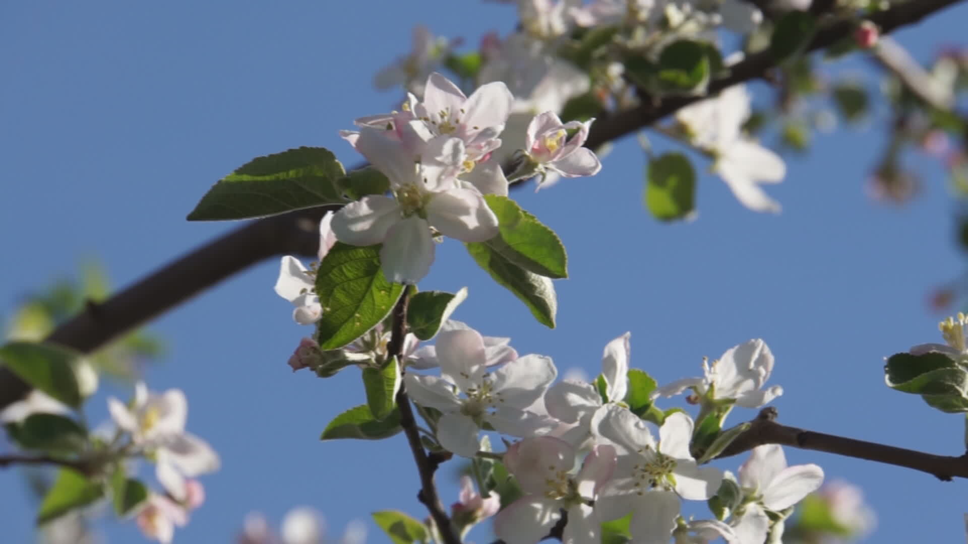 Apple blossom branches 10044849 Stock Video at Vecteezy