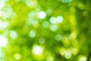 Sunny abstract green nature background. Abstract blur green color for background. Blur natural green leaves bokeh background photo