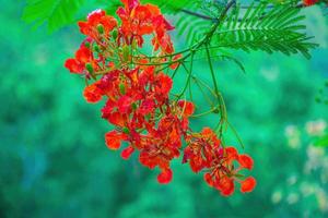 Summer Poinciana phoenix is a flowering plant species live in the tropics or subtropics. Red Flame Tree Flower, Royal Poinciana photo