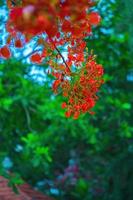 Summer poinciana phoenix es una especie de planta con flores que vive en los trópicos o subtrópicos. flor de árbol de llama roja, poinciana real foto