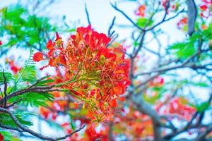 Summer Poinciana phoenix is a flowering plant species live in the tropics or subtropics. Red Flame Tree Flower, Royal Poinciana photo