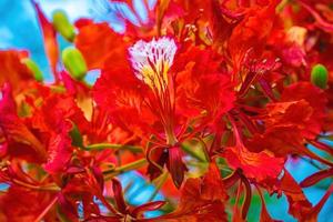 Summer Poinciana phoenix is a flowering plant species live in the tropics or subtropics. Red Flame Tree Flower, Royal Poinciana photo