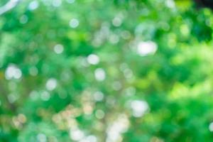 Sunny abstract green nature background. Abstract blur green color for background. Blur natural green leaves bokeh background photo