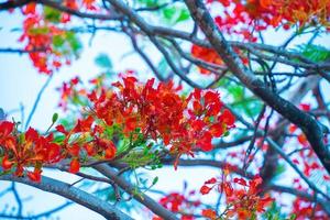 Summer poinciana phoenix es una especie de planta con flores que vive en los trópicos o subtrópicos. flor de árbol de llama roja, poinciana real foto