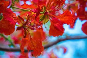 Summer Poinciana phoenix is a flowering plant species live in the tropics or subtropics. Red Flame Tree Flower, Royal Poinciana