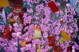 Colorful blossoms bloom in small village before Tet Festival, Vietnam Lunar Year. Peach flower, the symbol of Vietnamese lunar new year photo