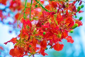 Summer poinciana phoenix es una especie de planta con flores que vive en los trópicos o subtrópicos. flor de árbol de llama roja, poinciana real foto