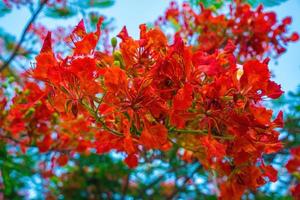 Summer Poinciana phoenix is a flowering plant species live in the tropics or subtropics. Red Flame Tree Flower, Royal Poinciana photo