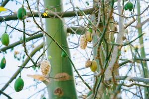 White silk cotton tree Ceiba pentandra, Kapuk Randu Javanese, the perennial fruit can be used to make mattresses and pillows. photo