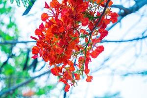 Summer Poinciana phoenix is a flowering plant species live in the tropics or subtropics. Red Flame Tree Flower, Royal Poinciana photo