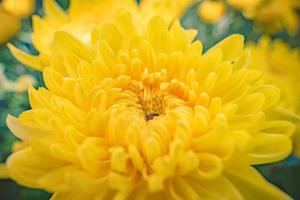 Colorful yellow and orange chrysanthemum flower bloom in the farm. Close up of yellow colored chrysanthemum flower. Natural patterns of flower petals. Used selective focus. photo