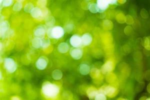 Sunny abstract green nature background. Abstract blur green color for background. Blur natural green leaves bokeh background photo