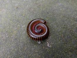 Centipede Curled into a Spiral image photo