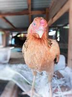 pollos en un gallinero de fondo borroso. foto