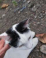 Defocussed, abstract and background for cute cat blur photo. photo