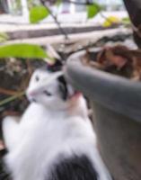 Defocussed, abstract and background for cute cat blur photo. photo