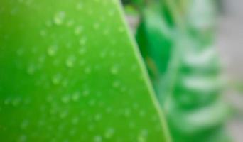 defocused abstract background of leaf flower photo