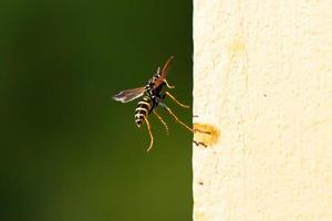 Close up of a wasp and hornet on a sunny bright day. Insect nature photography. photo