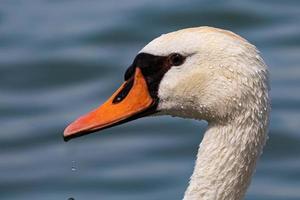 White swan bird on the lake. Swans in the water. Water life and wildlife. Nature photography. photo