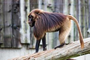 Gelada Baboon monkey. Mammal and mammals. Land world and fauna. photo