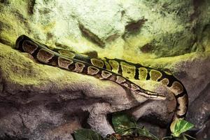 Royal python snake. Reptile and reptiles. Amphibian and Amphibians. Tropical fauna. Wildlife and zoology. photo