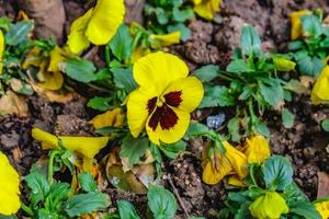 primer plano hermoso pensamiento amarillo flores, belleza naturaleza flores foto