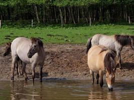 caballos salvajes en westfalia foto