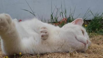 Beautiful Persian Breed Cat in the Home Garden, close up shot video