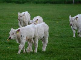 white cows in westphalia photo