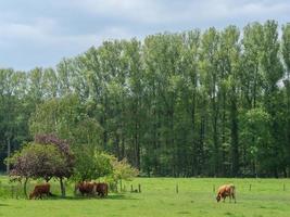 cows in westphalia photo