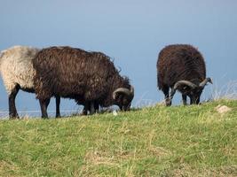 Birds on the island of Helgoland photo