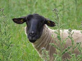 ovejas en un campo en alemania foto