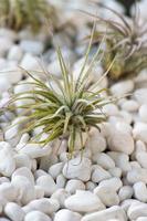 green succulent plant on white pebbles in desert zen setting photo