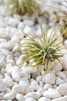 green succulent plant on white pebbles in desert zen setting