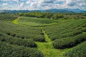 The scenery view of Choui Fong Tea plantations in Chiang Rai the northern province in Thailand. photo