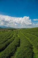 The scenery view of Choui Fong Tea plantations in Chiang Rai the northern province in Thailand.