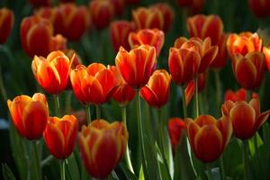 Group of Tulip flowers are spring blooming perennials that grow from bulbs, it is national popular flowers of Netherlands. photo