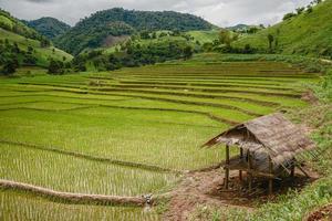 las terrazas de arroz y la agricultura se presentaron en el campo de la provincia de chiang rai, la provincia del norte de tailandia. foto