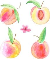 Set of watercolor peaches with leaves. vector