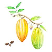 Watercolor fruits and cocoa leaves. Tropical Cacao tree, cocoa beans vector