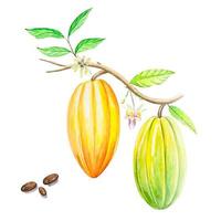 frutas acuarelas y hojas de cacao. árbol de cacao tropical, granos de cacao vector