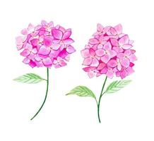 Pink sprigs of hydrangea in watercolor vector