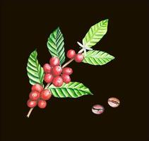 rama con bayas de café maduras, ilustración acuarela vector