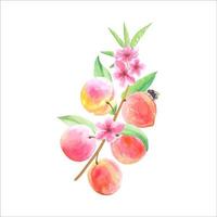 Twig with peaches and flowers , watercolor illustration vector