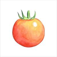 Watercolor ripe tomato vector