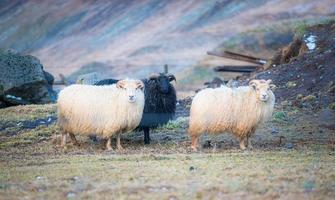 Group of Icelandic sheep in agriculture field of Iceland. Icelandic sheep is one of the purest breeds of sheep in the world. photo