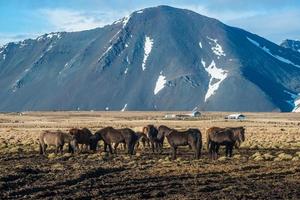 Icelandic horse with the landscape in Iceland. Icelandic horse is a breed of horse developed in Iceland.